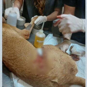 Cachorra fica ferida após ser atingida por linha de pipa com cerol no quintal de casa em Ribeirão Preto, SP