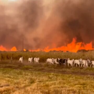 VÍDEO: gado foge de incêndio que atinge fazendas; fogo avança VÍDEO: gado foge de incêndio que atinge fazendas; fogo avança por áreas rurais de três estados