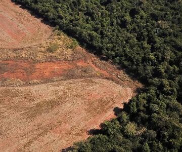 Exportação para a Europa coloca agro brasileiro na linha contra Exportação para a Europa coloca agro brasileiro na linha contra desmatamento