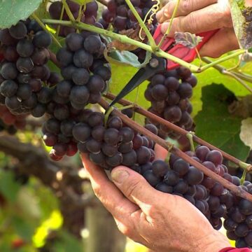 Uvas crescem em meio ao calor e aos cafezais e viram de suco a biscoitos no Norte do ES