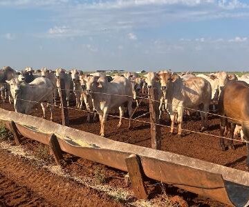 Por que Brasil precisa modernizar pecuária para cumprir meta climática