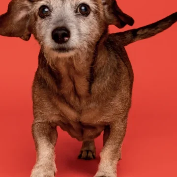 Precisamos falar sobre a velhice dos pets: veja dicas para que o seu viva mais e melhor