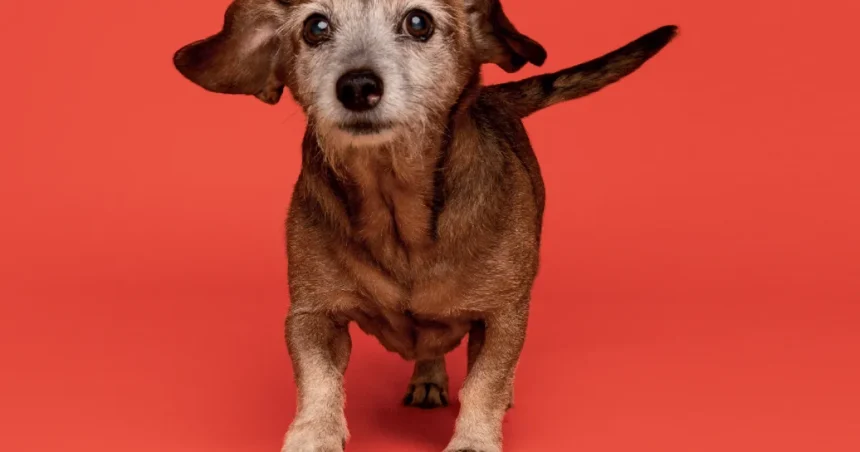 Precisamos falar sobre a velhice dos pets: veja dicas para Precisamos falar sobre a velhice dos pets: veja dicas para que o seu viva mais e melhor
