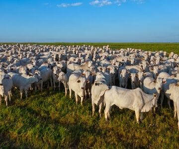 Veto europeu à carne põe rastreabilidade do gado brasileiro à prova