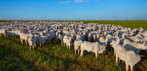 Veto europeu à carne põe rastreabilidade do gado brasileiro à Veto europeu à carne põe rastreabilidade do gado brasileiro à prova