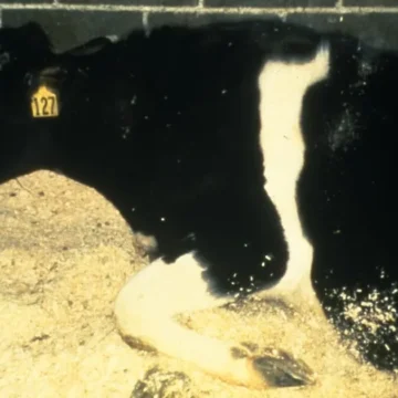 Doença da vaca louca: o que é, como é transmitida e quais os riscos para seres humanos