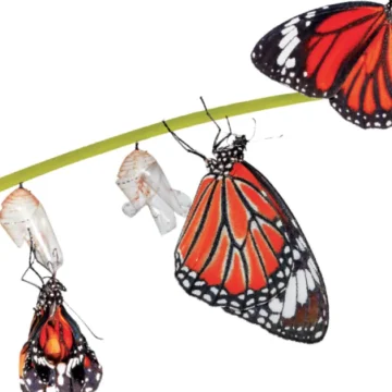 A ecologia também é trans: bióloga questiona conceitos à luz da diversidade da natureza