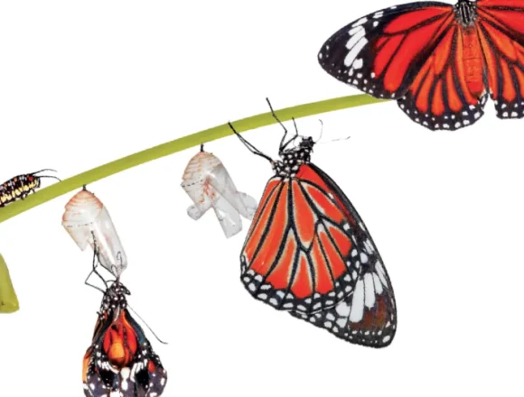 A ecologia também é trans: bióloga questiona conceitos à luz da diversidade da natureza