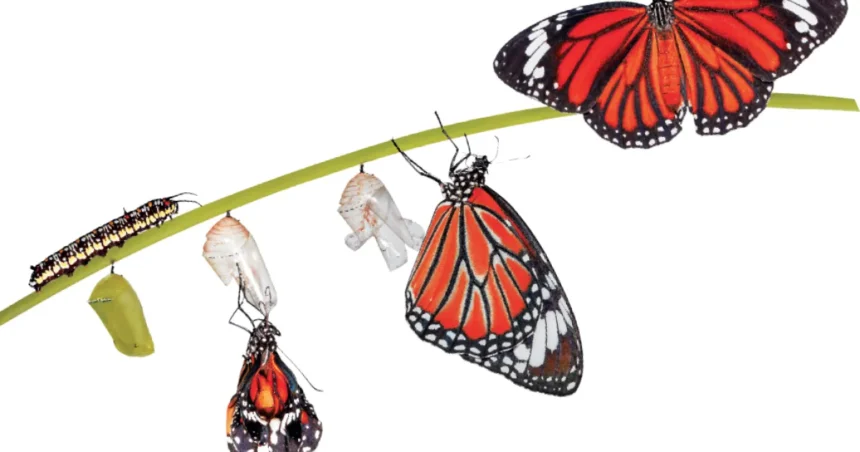 A ecologia também é trans: bióloga questiona conceitos à luz da diversidade da natureza