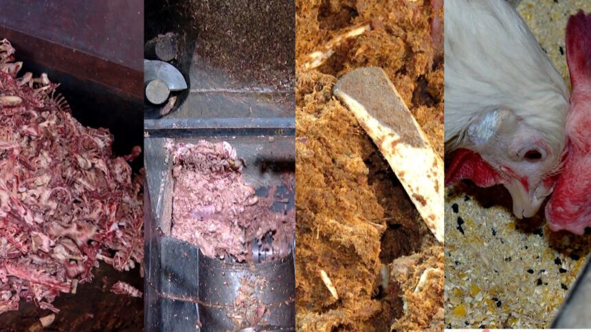 Restos de carne, gordura e até ossos que iriam para o lixo viram ração para outros animais no ES