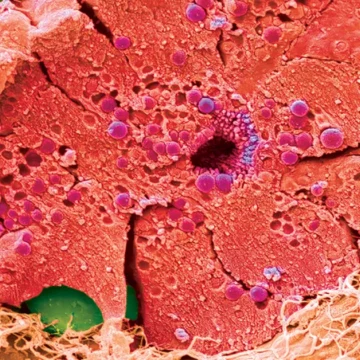 Pâncreas: como o órgão ‘estimulado’ por canetas emagrecedoras transforma comida em energia