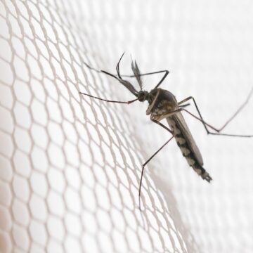 Cidades do noroeste de SP têm maior incidência de casos de dengue