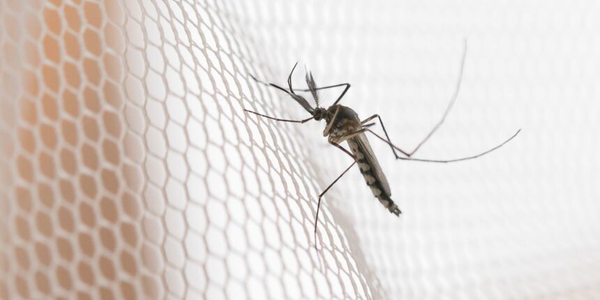 Cidades do noroeste de SP têm maior incidência de casos de dengue
