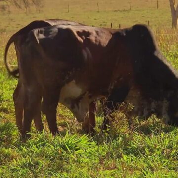 Infestação de mosca-do-estábulo provoca mortes de animais e causa prejuízos a pecuaristas em SP