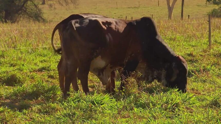 Infestação de mosca-do-estábulo provoca mortes de animais e causa prejuízos a pecuaristas em SP