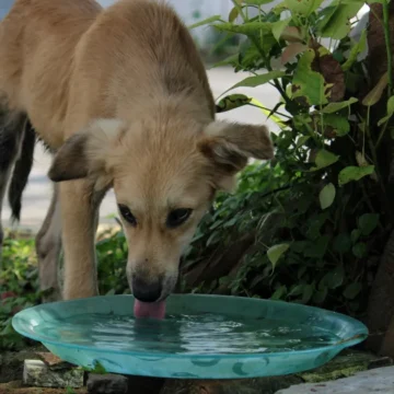 Diabetes em cachorros: quais são os sintomas e como é o tratamento