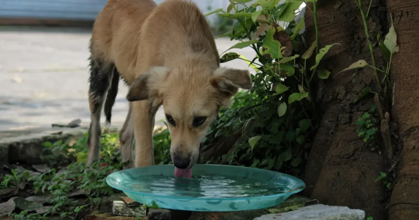 Diabetes em cachorros: quais são os sintomas e como é o tratamento