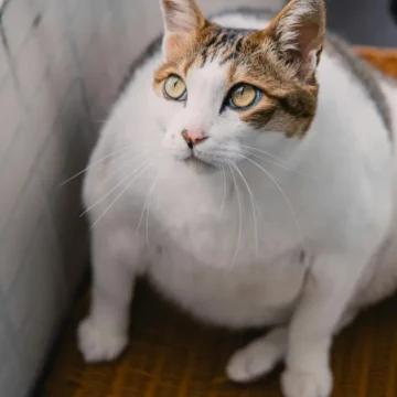 Exame usado em humanos poderá ajudar cães e gatos a emagrecerem com saúde