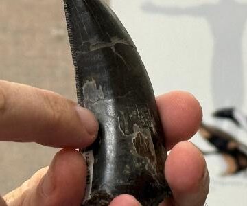 Estudo dos dentes diz que T. rex tinha sangue quente, Estudo dos dentes diz que T. rex tinha sangue quente, como humanos