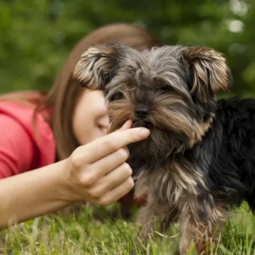 Primeira ração do mundo para filhotes de cães com doença hepática é brasileira