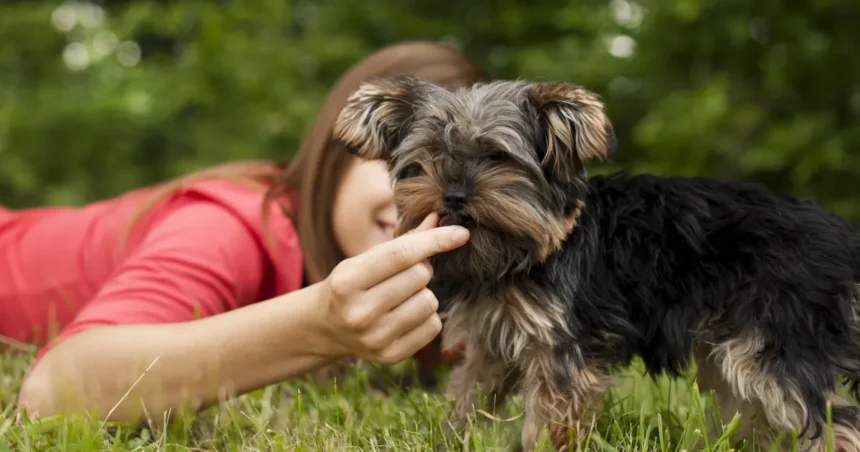 Primeira ração do mundo para filhotes de cães com doença Primeira ração do mundo para filhotes de cães com doença hepática é brasileira