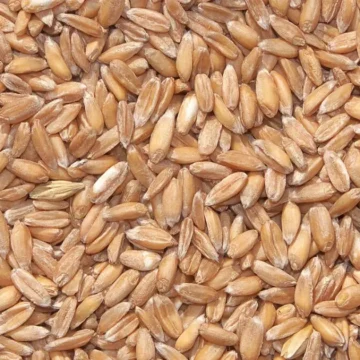 Farinha de trigo espelta: conheça essa alternativa ancestral ao trigo comum