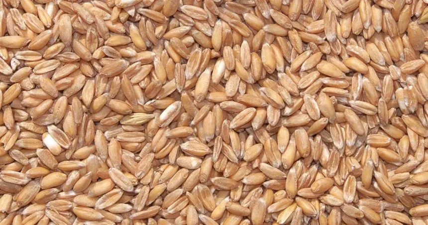 Farinha de trigo espelta: conheça essa alternativa ancestral ao trigo comum
