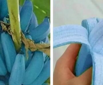 No Dia do Sorvete: banana azul com sabor de sorvete de baunilha
