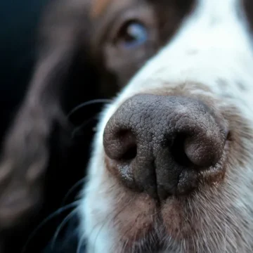 Alimentação para cães idosos: 6 dicas para garantir saúde ao Alimentação para cães idosos: 6 dicas para garantir saúde ao pet nessa fase da vida