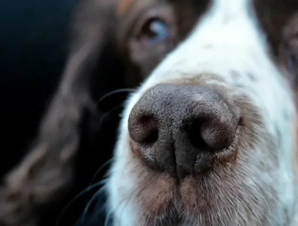 Alimentação para cães idosos: 6 dicas para garantir saúde ao pet nessa fase da vida